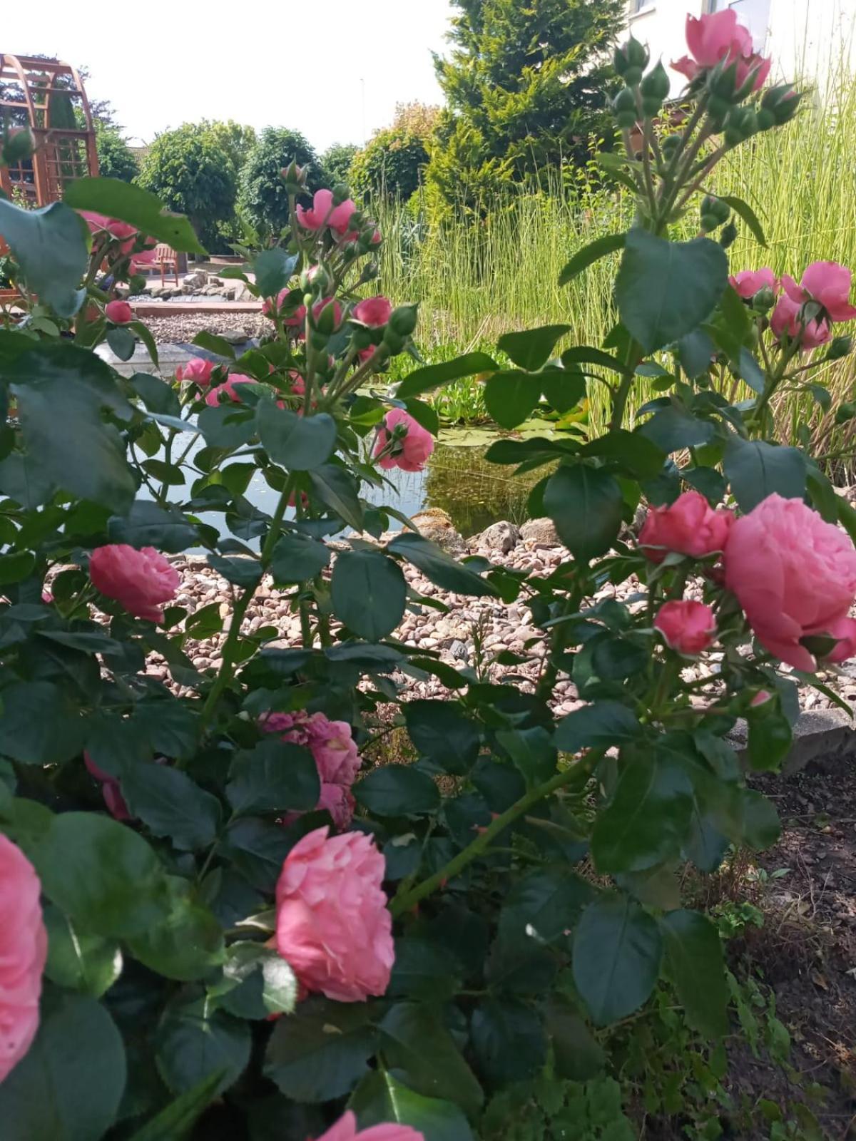 Ferienwohnung Toelle Bad Rehburg 외부 사진